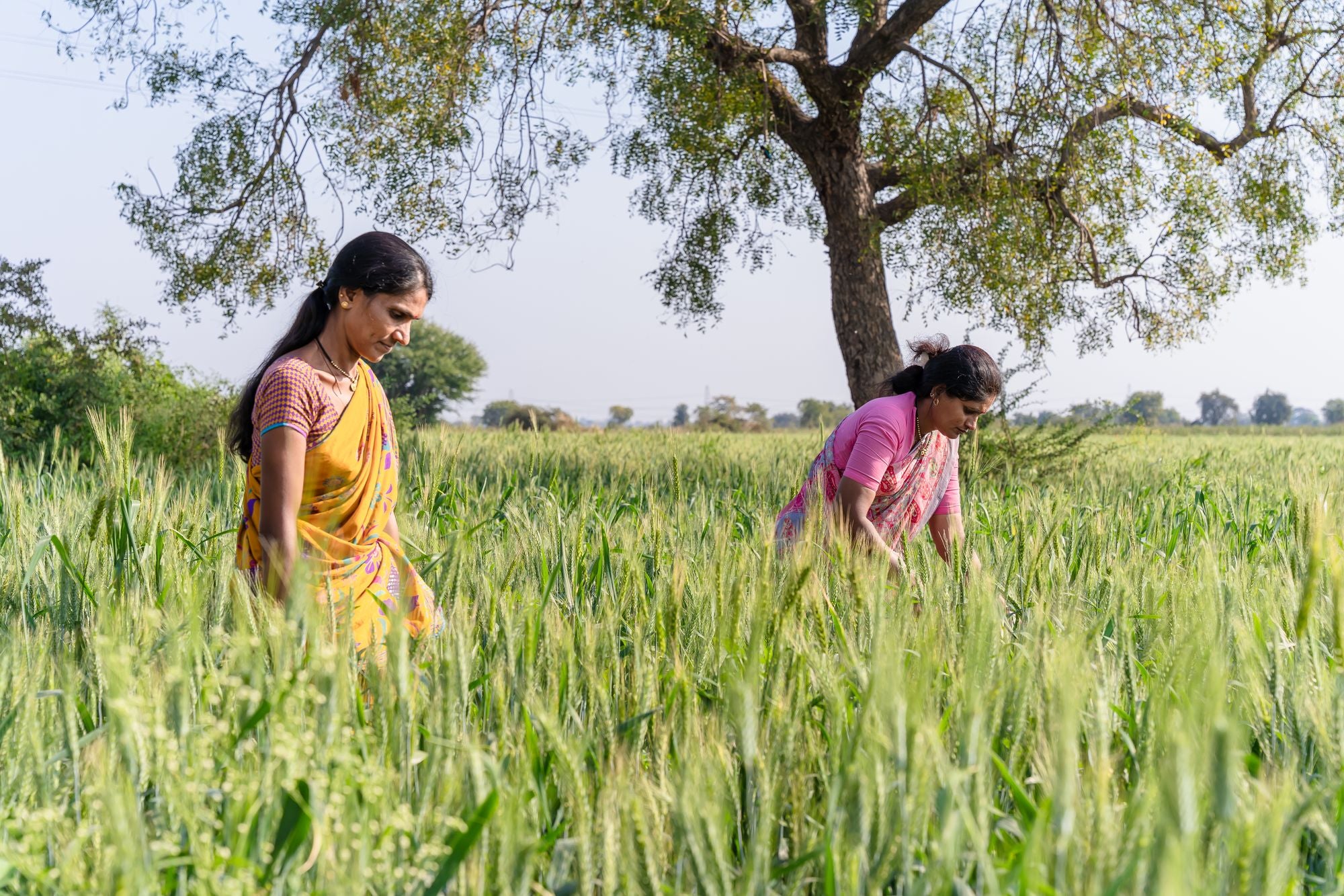 Women working in a green crop field in India