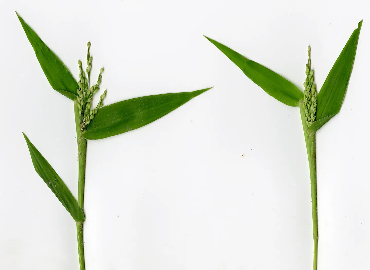Brachiaria ramosa from Ambanja, Madagascar