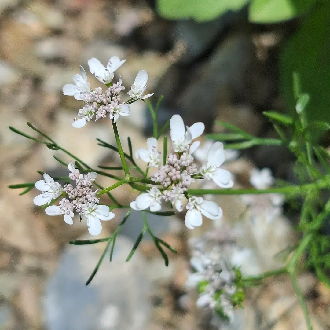 Coriander Flower (Coriandrum sativum) in Sarog Village of Shimla District