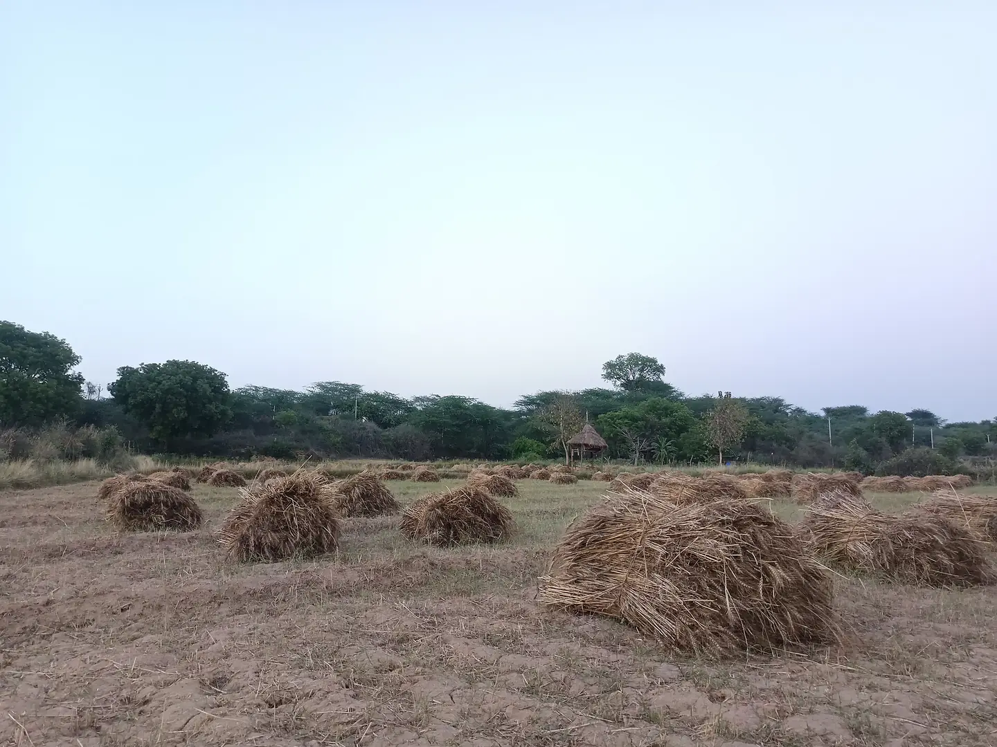 Wheat bundles harvested