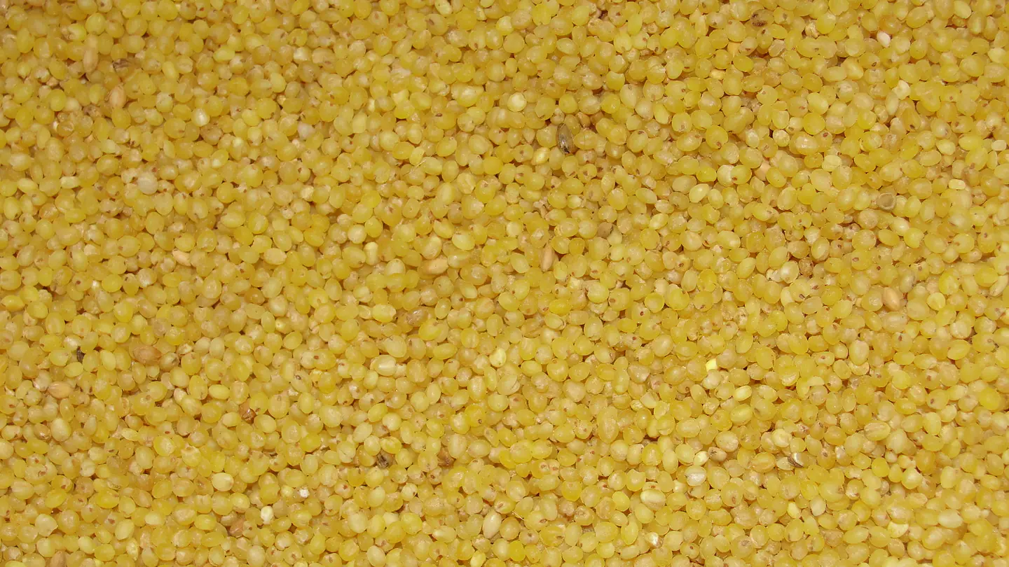 An Italian millet (thinai in Tamil)