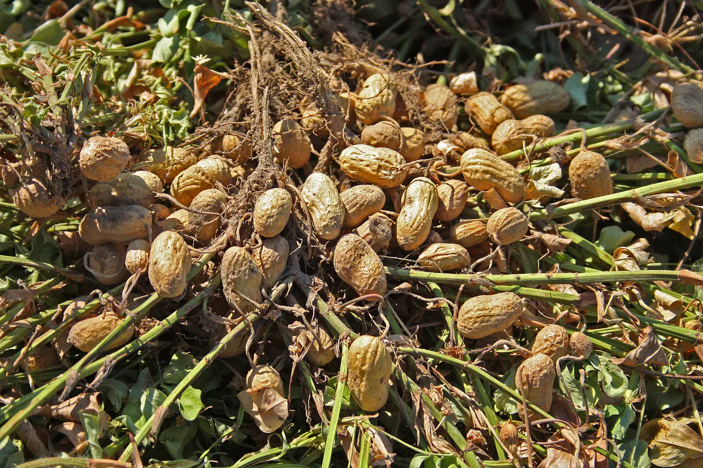 Peanut Plant Harvest 49234161598