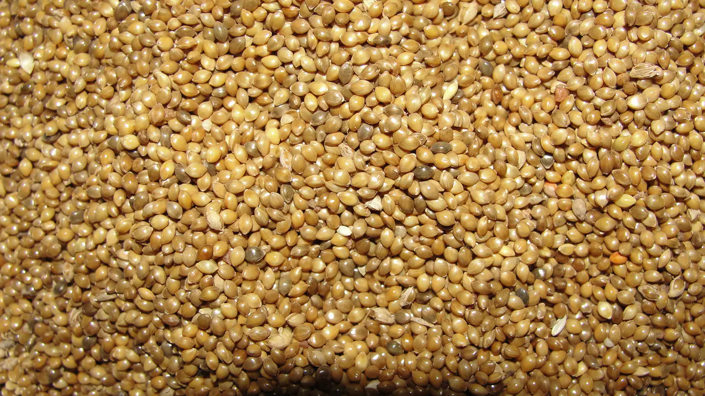 A closeup fo Samai millet with husk