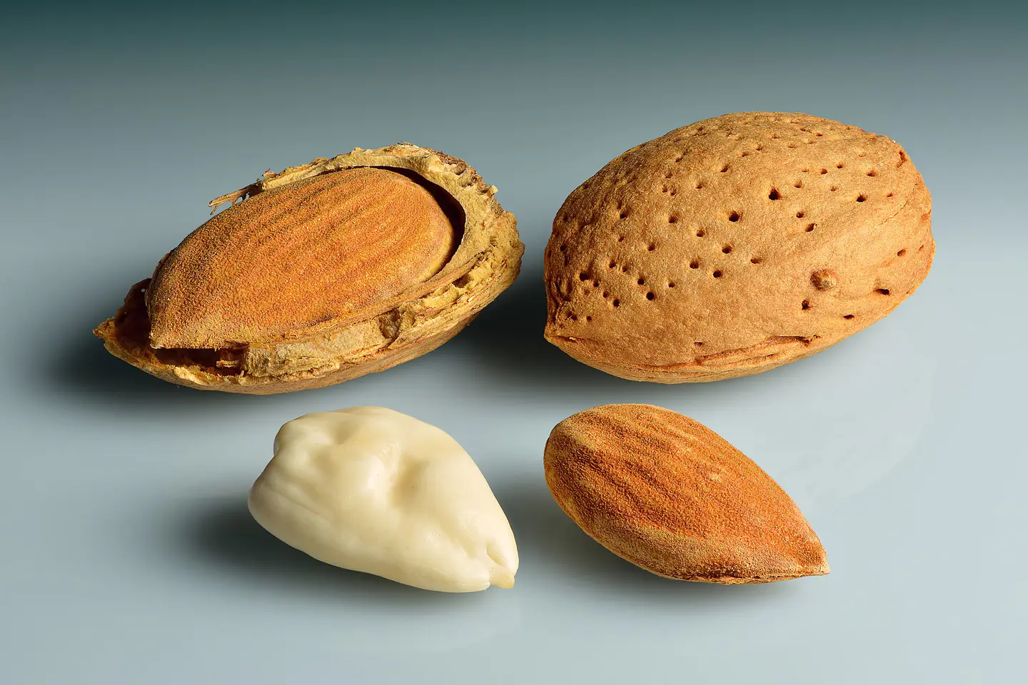 Almonds in shell, shell cracked open, shelled, blanched