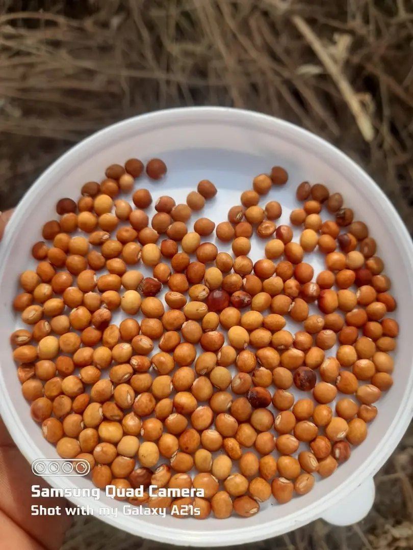 Gulbarga Tur Dal (Unsplit)
