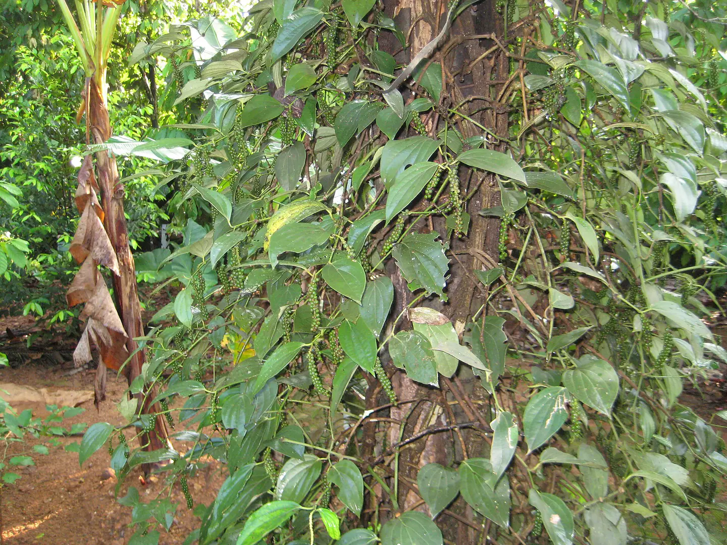 Pepper, കുരുമുളക്
